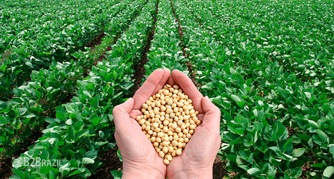  A importância do Brasil na produção mundial de soja