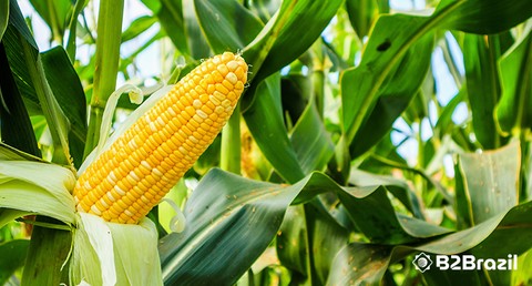 Commodities agrícolas - Brasil registra alta nas exportações de milho