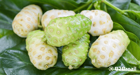 Unveiling Noni Juice: Real Benefits and Debunked Myths