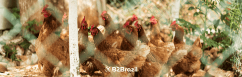 Gripe Aviária: O Impacto Atual na Exportação de Frango